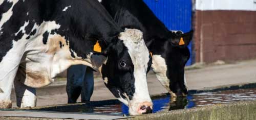 Livestock Operations