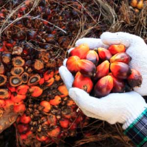Palm Oil Industry
